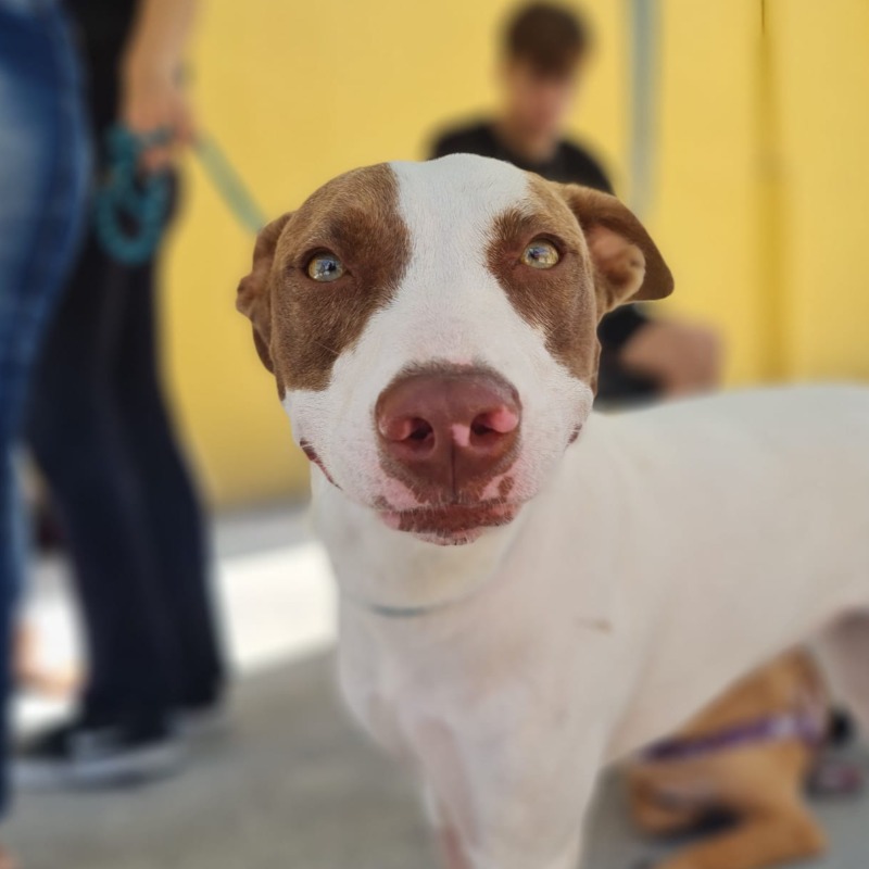 Nala