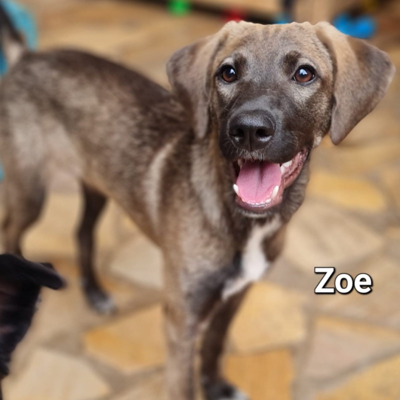 Zoe
